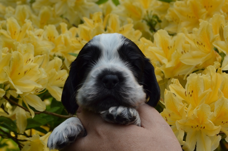 6a - pejsek oranžová.JPG